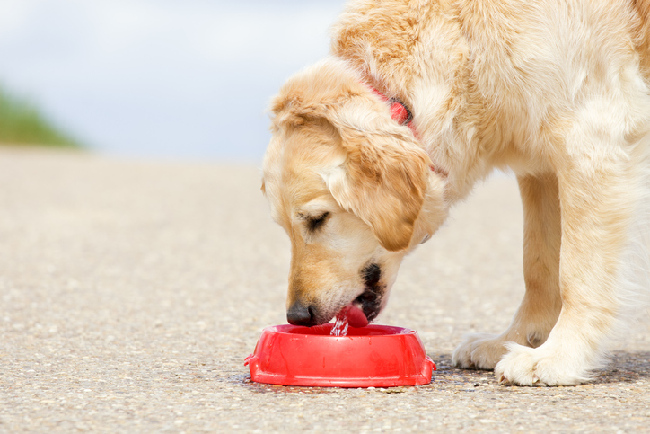 Tips Menjaga Kesehatan Anjing di Musim Panas Ini